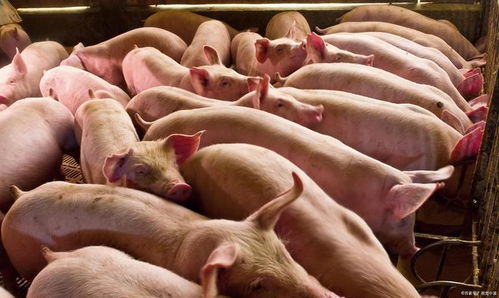 农民杀猪被罚款44万,农管部门是保护谁的利益